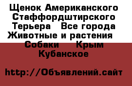 Щенок Американского Стаффордштирского Терьера - Все города Животные и растения » Собаки   . Крым,Кубанское